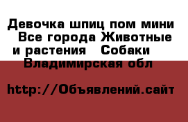 Девочка шпиц пом мини - Все города Животные и растения » Собаки   . Владимирская обл.